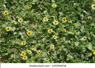 Capeweed Flowers In Spring