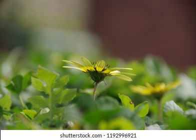 Capeweed Flowers In Spring