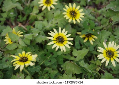 Capeweed Flowers In Spring