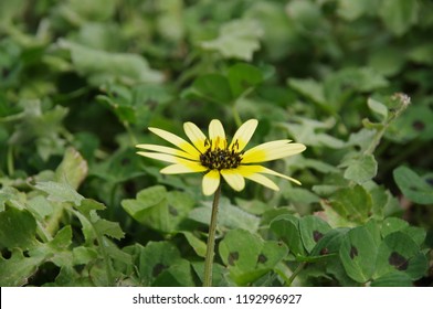 Capeweed Flowers In Spring