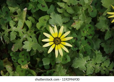 Capeweed Flowers In Spring