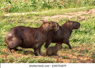 Capibara Capybara Mammal South America Photographed Stock Photo (Edit ...