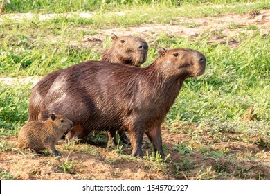 Capibara Capybara Mammal South America Photographed: foto de stock