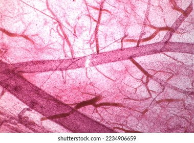 Capillary Microcirculatio. Light micrograph of a capillary showing red blood cells. 