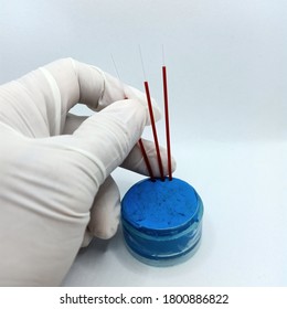 Capillary Tube And Clay In Hematology Laboratory.