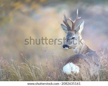 Similar – Image, Stock Photo Reh beim Absprung , Roe deer, Capreolus capreolus, running in the field at sunset