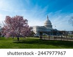 The capitol, american spring, spring in congress. Blossom spring in Washington DC. Capitol building at spring. USA Congress, Washington D.C.