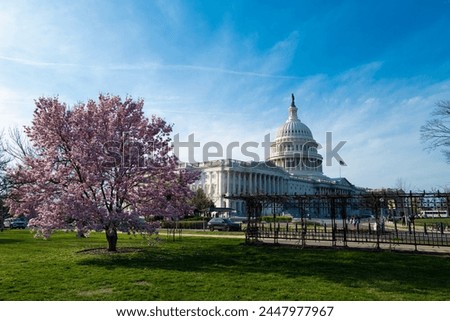 The capitol, american spring, spring in congress. Blossom spring in Washington DC. Capitol building at spring. USA Congress, Washington D.C.
