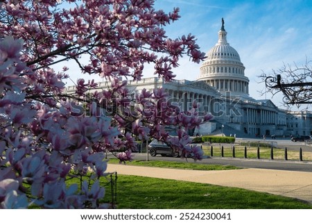 Capitol building in blossom tree. Spring Capitol hill, Washington DC. Capitols dome in spring. United States capitol building in spring. Congress during the spring cherry blossom season.