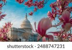 Capitol building at spring blossom magnolia tree, Washington DC. U.S. Capitol exterior photos. Capitol at spring. Capitol architecture. The pink cherry blossoms in Washington DC. Blossom congress.