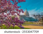 Capitol building at spring blossom magnolia tree, Washington DC. U.S. Capitol exterior photos. Capitol at spring. Capitol architecture. The pink cherry blossoms in Washington DC. Blossom congress.