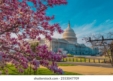 Capitol building at spring blossom magnolia tree, Washington DC. U.S. Capitol exterior photos. Capitol at spring. Capitol architecture. The pink cherry blossoms in Washington DC. Blossom congress. - Powered by Shutterstock - Get 15% off with code: PIKWIZARD15