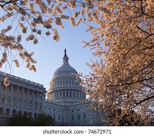 Capitol Building In Washington DC Illuminated Early In The Morning With Cherry Blossoms Framing The Dome Of The Building