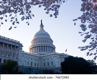 Capitol Building In Washington DC Illuminated Early In The Morning With Cherry Blossoms Framing The Dome Of The Building