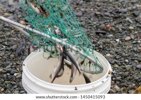 The Caplin (Capelin) being collected in a dipnet at the beach during spawning season in Newfoundland and Labrador, Canada. 