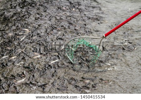 The Caplin (Capelin) being collected in a dipnet at the beach during spawning season in Newfoundland and Labrador, Canada. 