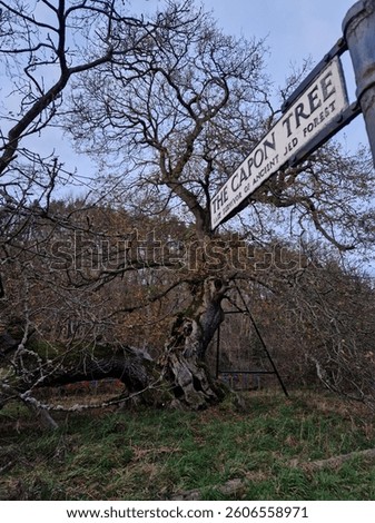 The Capon Tree in Jedburgh 