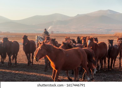 Cappadocia, Turkey / January 12, 2020:  Horses running and kicking up dust with a shepherd on horse.  Dramatic landscape of wild horses (Yilki horses) running in dust with man cowboys