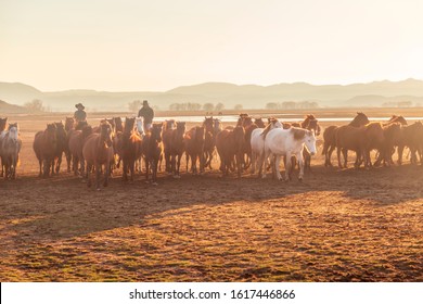 Cappadocia, Turkey / January 12, 2020:  Horses running and kicking up dust with a shepherd on horse.  Dramatic landscape of wild horses (Yilki horses) running in dust with man cowboys