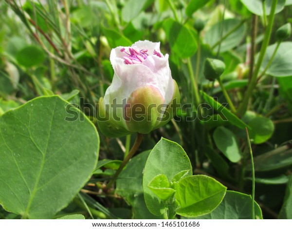 Capparis Spinosa Flower Caper Bush Nature Stock Image 1465101686,Chess Strategy Quotes