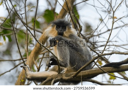 Capped Langur (Trachypithecus pileatus) perched on tree in Manas National Park, Assam, India