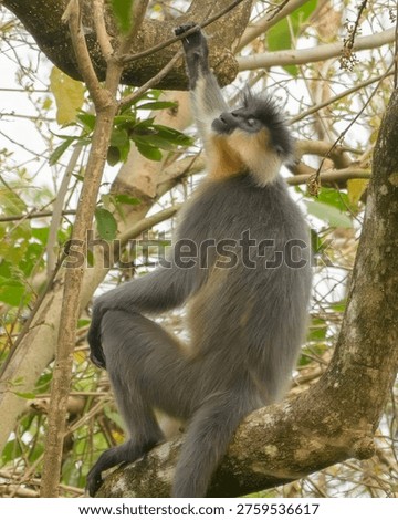 Capped Langur (Trachypithecus pileatus) perched on tree in Manas National Park, Assam, India