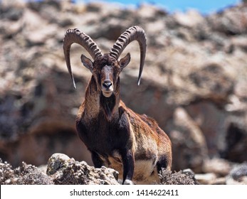 Walia Ibex Images Stock Photos Vectors Shutterstock