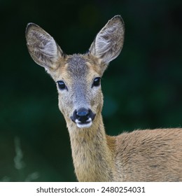 Capreolus capreolus european roe deer female on a field. Very close-up head portrait. Eye to eye contact. - Powered by Shutterstock