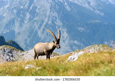 Capricorn In The Berchtesgaden Alps