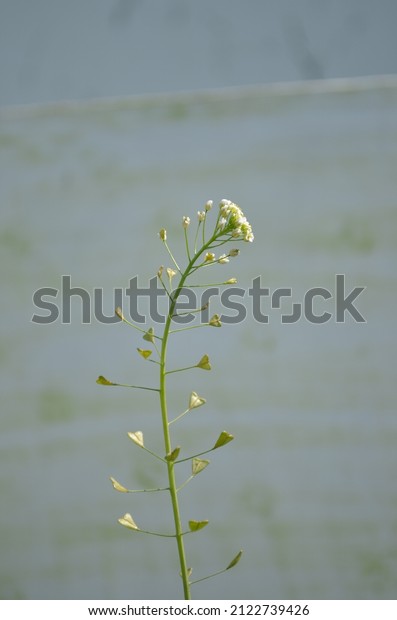 Capsella bursa-pastoris, known as shepherd\'s purse\
because of it\'s triangular flat fruits, which are purse-like, is a\
small annual and ruderal flowering plant in the mustard family.\
Common weed.