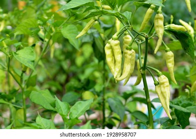 Capsicum annuum devil chili tree in a garden, from India and bangladesh. aka 