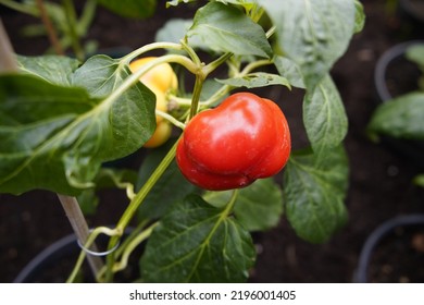 Capsicum Annuum L Fruit Solanaceae Family Stock Photo 2196001405 ...