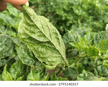 Capsicum Aphids: Are tiny, suck out plant juices with piercing-sucking style mouthparts