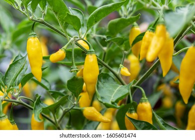 Capsicum Chinense - Yellow Chili Peppers