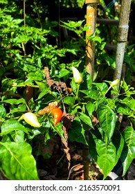 Capsicum Frutescens ‘siling Labuyo’ With Some Withered Leaves On Backyard