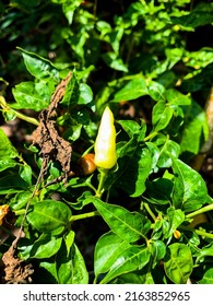 Capsicum Frutescens ‘siling Labuyo’ With Some Withered Leaves Under The Sunlight