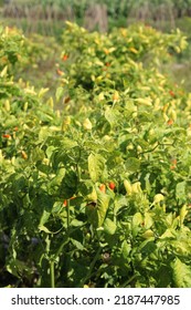 Capsicum Frutescens Or Tabasco Pepper, Siling Labuyo, Cabai Rawit Farm In Lombok, Indonesia 