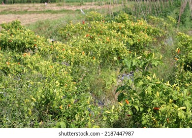 Capsicum Frutescens Or Tabasco Pepper, Siling Labuyo, Cabai Rawit Farm In Lombok, Indonesia 