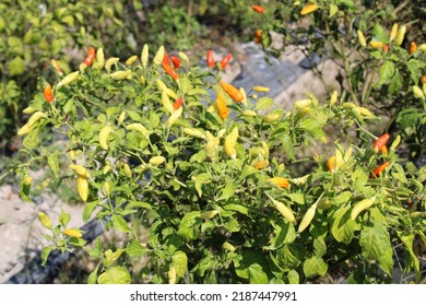 Capsicum Frutescens Or Tabasco Pepper, Siling Labuyo, Cabai Rawit Farm In Lombok, Indonesia 