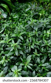 capsicum nigrum plant at botanical garden, green foliage background - Shutterstock ID 2368784307