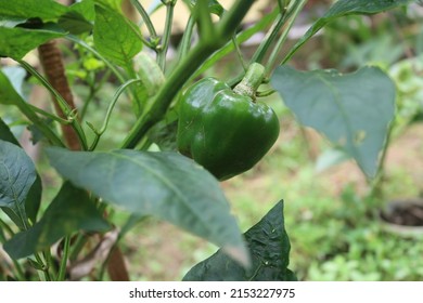 Capsicum, red pepper or chili pepper, bell pepper fruit. Capsicum is a genus of flowering plants in the nightshade family Solanaceae. 