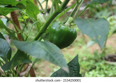 Capsicum, red pepper or chili pepper, bell pepper fruit. Capsicum is a genus of flowering plants in the nightshade family Solanaceae. 