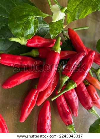 Capsium Annuum or Demon Red or Chilli Pepper.