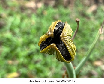Capsule or pod that forms after the lily flower (Lilium) has been pollinated and has begun to dry