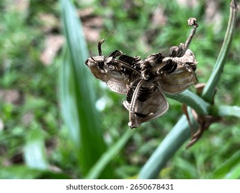 Capsule or pod that forms after the lily flower (Lilium) has been pollinated and has begun to dry