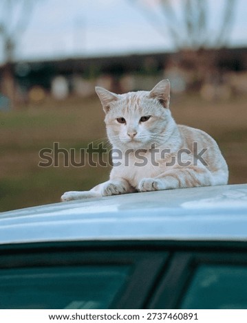 Caption
A cream-colored tabby cat rests calmly on the roof of a car, gazing forward against a soft, blurred background.

