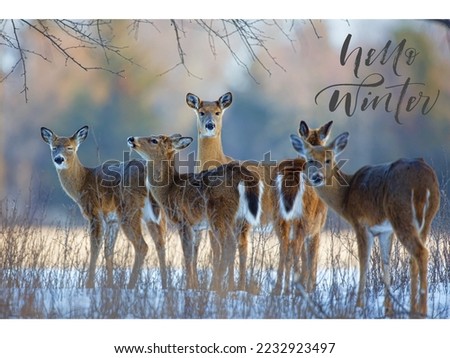 caption let it snow. Beautiful deer's  are standing under the tree in a beautiful snowy weather.