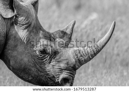 caption of rhino portrait from up close