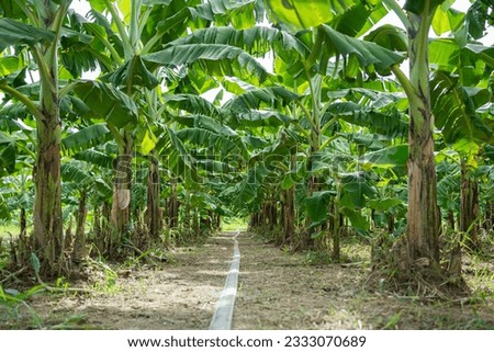Captivating Asian Farm Serene Pathway among Thriving Banana Trees in Rural Thailand
