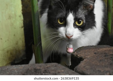 A captivating black and white cat with luminous yellow eyes and a pink charm collar, captured from a low angle, peering curiously from behind a natural foreground. Ideal for pet and animal themes. - Powered by Shutterstock - Get 15% off with code: PIKWIZARD15